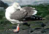 3cy LBBG in October, ringed in the Netherlands. (132389 bytes)