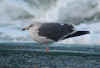 3cy LBBG in November, ringed in the Netherlands. (91383 bytes)