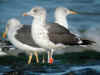 3cy LBBG in October, ringed in the U.K. (113718 bytes)