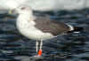 3cy LBBG in October, ringed in the U.K. (111470 bytes)