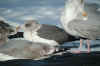 3cy LBBG in October, ringed in the U.K. (54313 bytes)