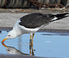 ad LBBG in August, ringed in Norway. (87905 bytes)
