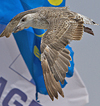 6835e163.jpg (110721 bytes)