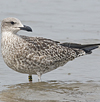 1cy argenteus in August, ringed in Belgium. (90559 bytes)