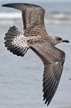 1cy argenteus in August, ringed in Belgium. (90559 bytes)