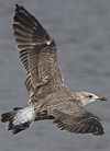 6835e163.jpg (110721 bytes)