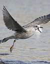1cy argenteus in August, ringed in Belgium. (90559 bytes)
