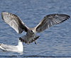 1cy argenteus in August, ringed in Belgium. (90559 bytes)