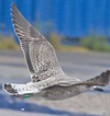 6835e163.jpg (110721 bytes)