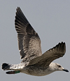 6835e163.jpg (110721 bytes)