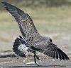ad LBBG in August, ringed in Norway. (87905 bytes)