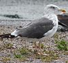 6318.jpg (80225 bytes)