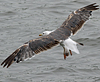 juvenile LBBG, ringed in the Netherlands.