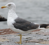 adult LBBG Dutch intergrade in September, ringed in the Netherlands. (85708 bytes)