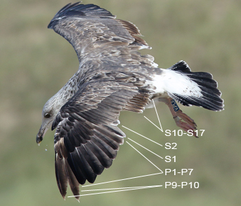 juvenile LBBG, ringed in the Netherlands.