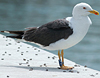 juvenile LBBG in October, ringed in Norway. (131273 bytes)