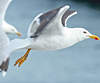 juvenile LBBG in October, ringed in Norway. (131273 bytes)