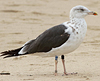 ad LBBG in winter, ringed in the Netherlands. (65647 bytes)