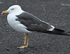 adult LBBG intermedius in September, ringed in Norway. (58599 bytes)
