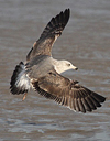 juvenile LBBG, ringed in the Netherlands.