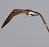 juvenile LBBG, ringed in the Netherlands.