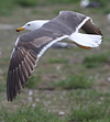 juvenile LBBG in October, ringed in Norway. (131273 bytes)