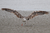 juvenile LBBG, ringed in the Netherlands.