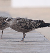 juvenile LBBG in September, ringed in Belgium. 