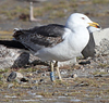 juvenile LBBG in October, ringed in Norway. (131273 bytes)