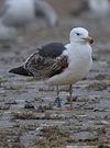 juvenile LBBG in October, ringed in Norway. (131273 bytes)