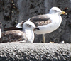 juvenile LBBG in October, ringed in Norway. (131273 bytes)