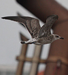juvenile LBBG in September, ringed in Belgium.
