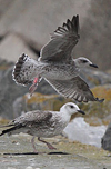 juvenile LBBG in September, ringed in Belgium.