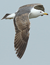 juvenile LBBG in October, ringed in Norway. (131273 bytes)