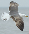 juvenile LBBG in October, ringed in Norway. (131273 bytes)