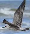 2cy intermedius in October, ringed in Norway. (97235 bytes)