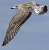 2cy intermedius in October, ringed in Norway. (97235 bytes)