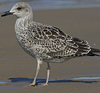 4241cy1pale.jpg (65027 bytes)
