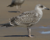4241cy1pale.jpg (65027 bytes)