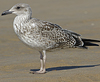 4241cy1pale.jpg (65027 bytes)