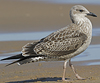 4241cy1pale.jpg (65027 bytes)