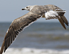 2cy intermedius in October, ringed in Norway. (97235 bytes)