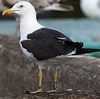 ad LBBG in August, ringed in Norway. (87905 bytes)