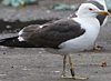 ad LBBG in August, ringed in Norway. (87905 bytes)