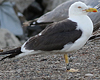 ad LBBG in August, ringed in Norway. (87905 bytes)