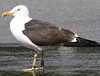 ad LBBG in August, ringed in Norway. (87905 bytes)