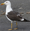 ad LBBG in August, ringed in Norway. (87905 bytes)