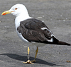 ad LBBG in August, ringed in Norway. (87905 bytes)