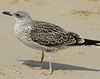4241cy1pale.jpg (65027 bytes)