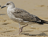 4241cy1pale.jpg (65027 bytes)